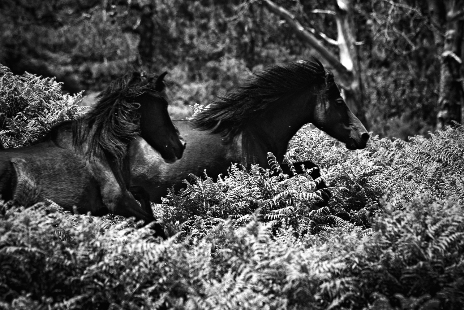 Dos caballos en blanco y negro