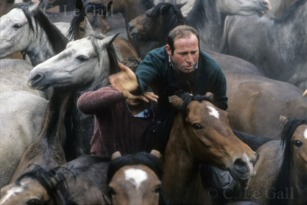 Dos aloitadores rodeaedos de caballos