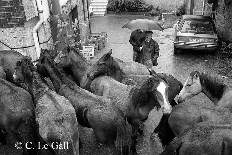 Imagen en blanco y negro de una manada de caballos atravesando el pueblo mientras una persona los observa protegiéndose de la lluvia con un paraguas
