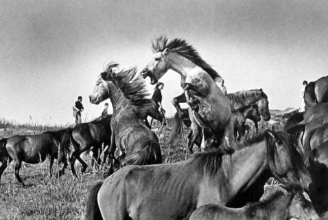Imagen de 1970 en blanco y negro donde se ve a una manada de caballos en el campo, en el centro de la imagen se aprecian dos caballos, de los cuales uno está a dos patas mientras abre la boca