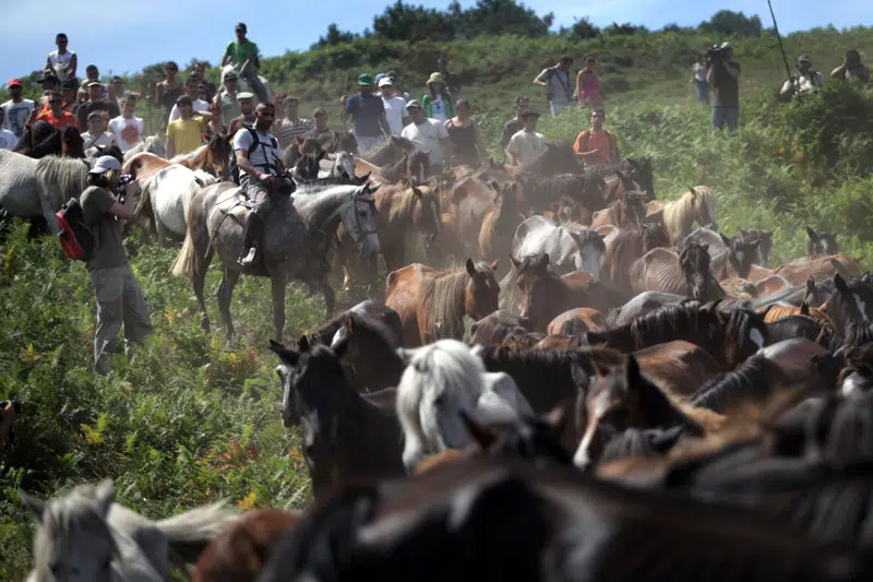 Imagen de la baixa, donde se ve a una manada de caballos siendo dirigidos por las personas