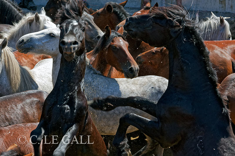 una manada de caballos en la cual dos están a dos patas y uno mira directamente a cámara