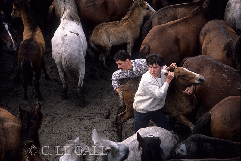 Dos aloitadores sujetando un caballo en el curro