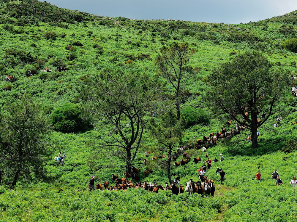 Manada de caballos en un paisaje verde